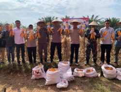 Suport Asta Cita RI 1, Polres Sarolangun dan PT KDA Panen Raya Jagung Serentak Kuartal II