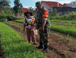 wujud peran aktif TNI dalam mendukung program ketahanan pangan, Babinsa Koramil 420-04/Sarolangun Kodim 0420/SARKO