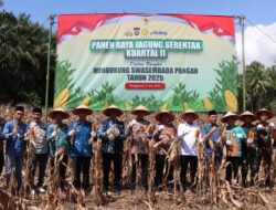 Polres Tanggamus Bersama Pemkab dan Petani Sukses Gelar Panen Raya Jagung Serentak Kuartal II di Semaka