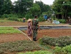 Tingkatkan Hanpangan Babinsa Dampingi Petani bersama Koramil 420-04/Sarolangun Kodim 0420/Sarko Serda Azwan