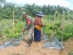 Babinsa Koramil 04/Sarolangun Kodim 0420/Sarko, Serka Deni Riadi,Dampingi Petani Cabe di Sarolangun, Dorong Ketahanan Pangan dan Ekonomi Warga