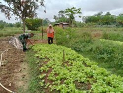 Babinsa Koramil 04/Sarolangun, Jajaran Kodim 0420/Sarko Kopda Bambang Gunawan membantu Petani Rawat tanaman Selada