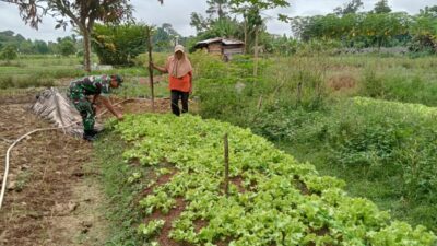 Babinsa Koramil 04/Sarolangun, Jajaran Kodim 0420/Sarko Kopda Bambang Gunawan membantu Petani Rawat tanaman Selada