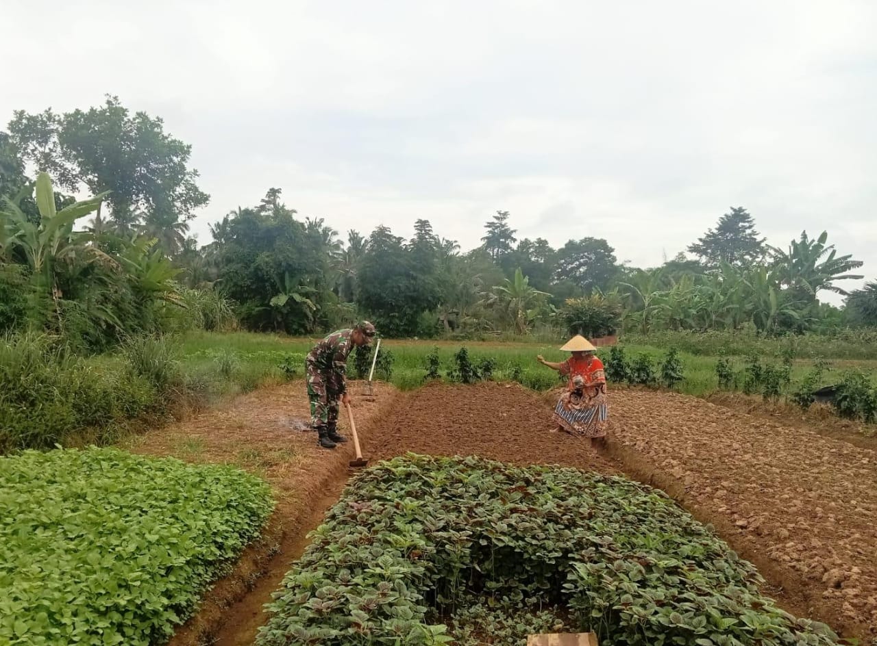 Bantu Warga Tanam Bayam, Wujud Nyata Dukungan TNI Terhadap Ketahanan Pangan