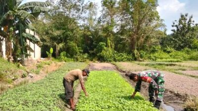 Dampingi Petani Bayam, Wujudkan Kemitraan TNI dan Rakyat