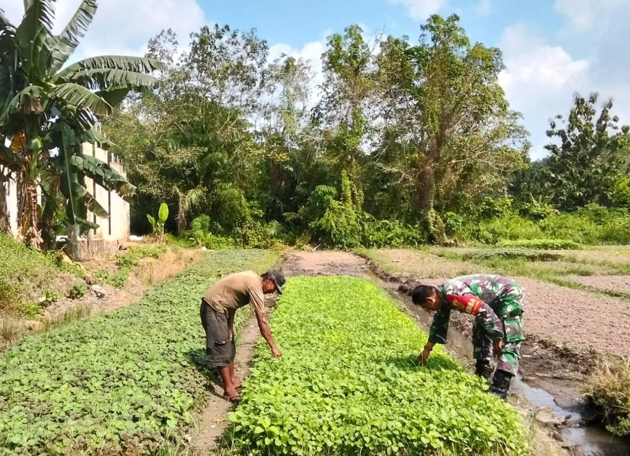 Dampingi Petani Bayam, Wujudkan Kemitraan TNI dan Rakyat