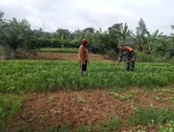 Babinsa Bantu Bersihkan Tanaman Kangkung milik warga binaan