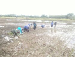 Serda Maskur bersama Petugas Penyuluh Lapangan dan petani lakukan penanaman padi secara bergotong royong di lahan milik kelompok Tani
