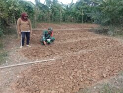 Babinsa Koramil 420-04/Sarolangun Kodim 0420/Sarko, Kopda Musdar membantu warga binaan menanam kacang tanah