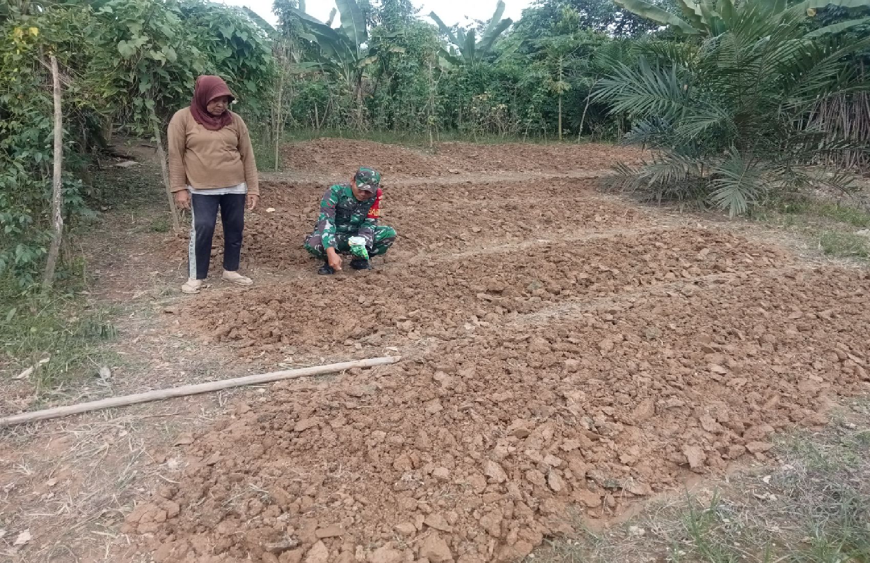 Babinsa Koramil 420-04/Sarolangun Kodim 0420/Sarko, Kopda Musdar membantu warga binaan menanam kacang tanah