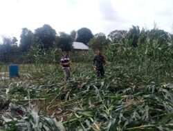 Babinsa Bantu Warga Panen Jagung di Desa Sungai Baung.