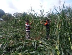 Babinsa Bantu Warga Panen Jagung di Desa Sungai Baung