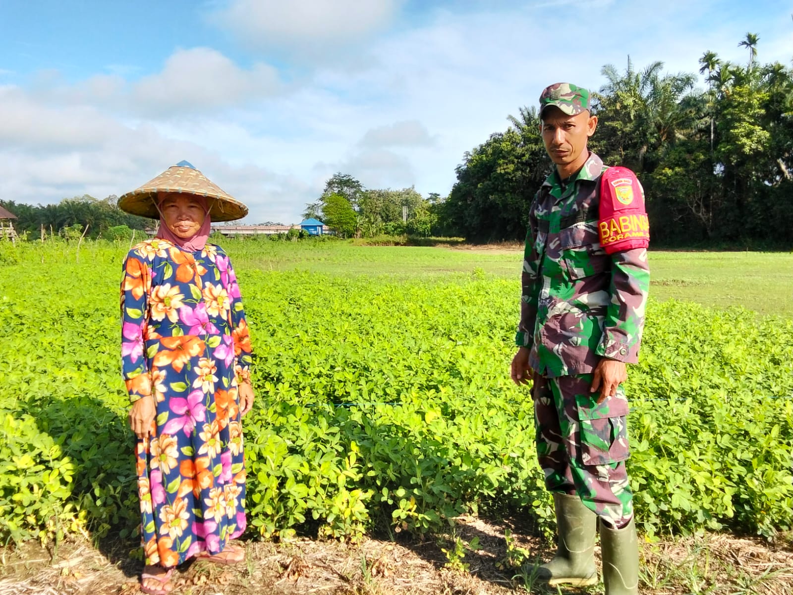 Babinsa Dampingi Petani dalam kegiatan Perawatan tanaman kacang tanah