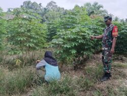 Dukung Program Hanpangan di wilayah binaan, Bintara Pembina Desa Serda Hendrik Setiawan Koramil 04/Sarolangun Kodim 0420 Laksanakan Pendampingan Pertanian