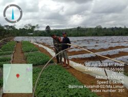 Motivasi Petani Cabe Babinsa Pantau Lahan Siap Tanam Milik Warga