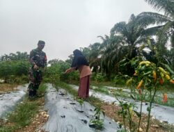 Kopda Heki Marsa Putra melaksanakan pendampingan Hanpangan tanaman cabai bersama Petani di Desa binaan Desa Sukajadi