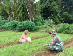 Babinsa Koramil 420-04/Sarolangun Serda Ibrohim membantu petani membersihkan gulma pengganggu tanaman kangkung akar,