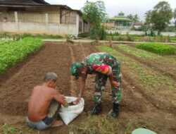 Dampingi Petani Rawat Tanaman Wujud Nyata Babinsa Dukung Hanpangan Wilayah
