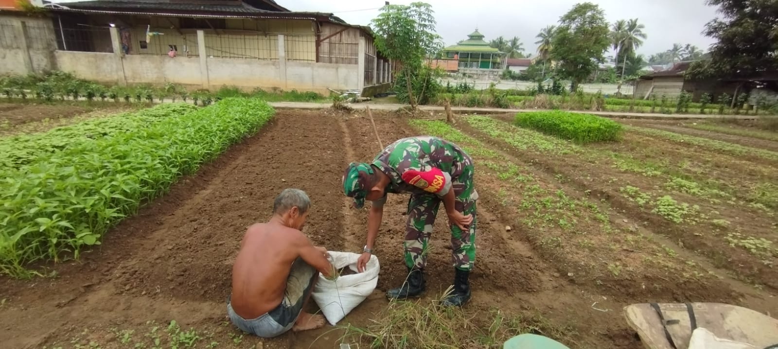 Dampingi Petani Rawat Tanaman Wujud Nyata Babinsa Dukung Hanpangan Wilayah