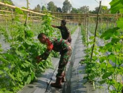 Dukung Swasembada Pangan, Babinsa Koptu Wasidi Dampingi Petani