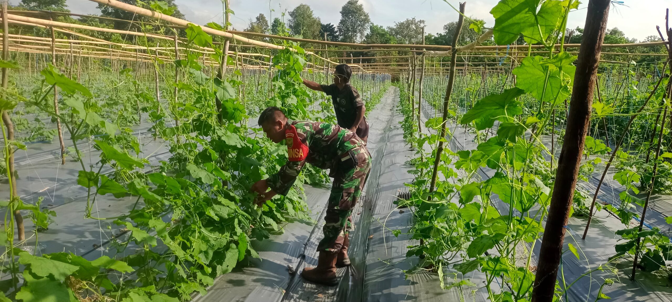 Dukung Swasembada Pangan, Babinsa Koptu Wasidi Dampingi Petani