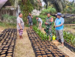Babinsa Anjangsana Ke Warga Desa Binaan Usaha Pembibitan Sawit.