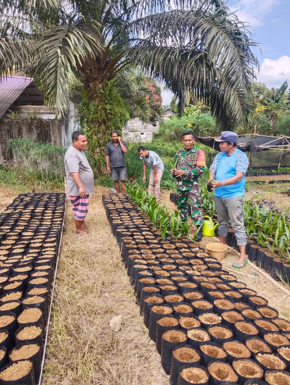 Babinsa Anjangsana Ke Warga Desa Binaan Usaha Pembibitan Sawit.