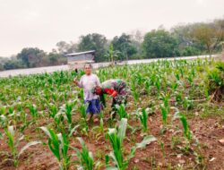 Agar Perkembangan Jagung Menjadi Bagus Babinsa Bantu Petani Bersihkan Gulma