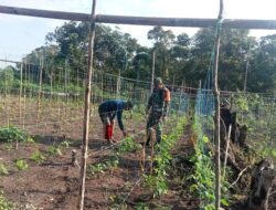 Turun ke Sawah, Rawat Kacang Panjang di Sarolangun