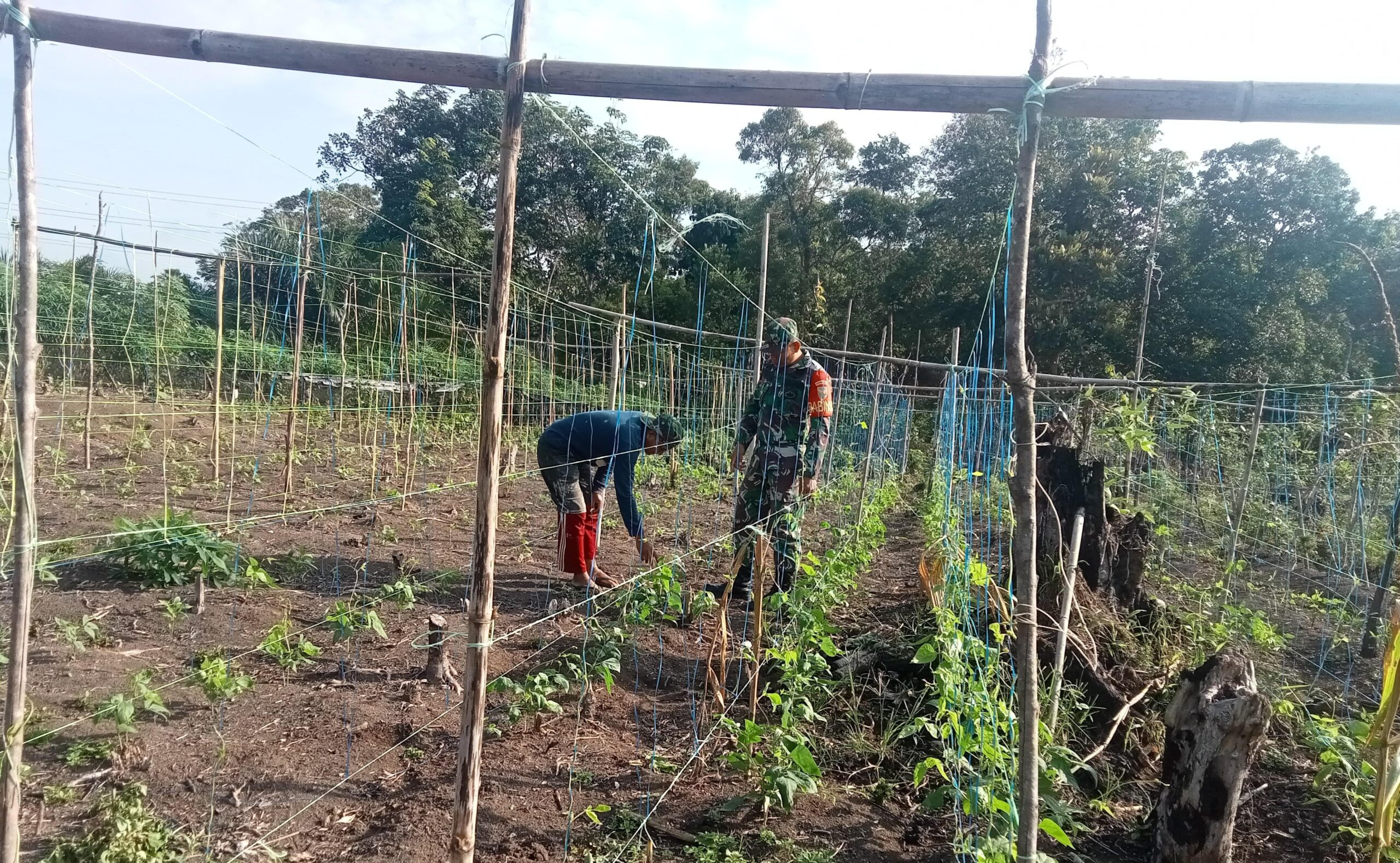 Turun ke Sawah, Rawat Kacang Panjang di Sarolangun