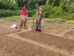 Babinsa Koramil 04/Sarolangun Kopda Bambang Gunawan Bantu Petani Rawat Kebun Sayuran Masyarakat