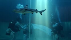 Penurunan Bendera Merah Putih Di Shark Aquarium Menarik Perhatian Pengunjung Sea World Ancol