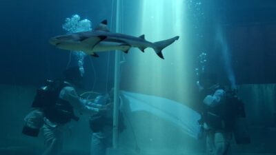 Penurunan Bendera Merah Putih Di Shark Aquarium Menarik Perhatian Pengunjung Sea World Ancol