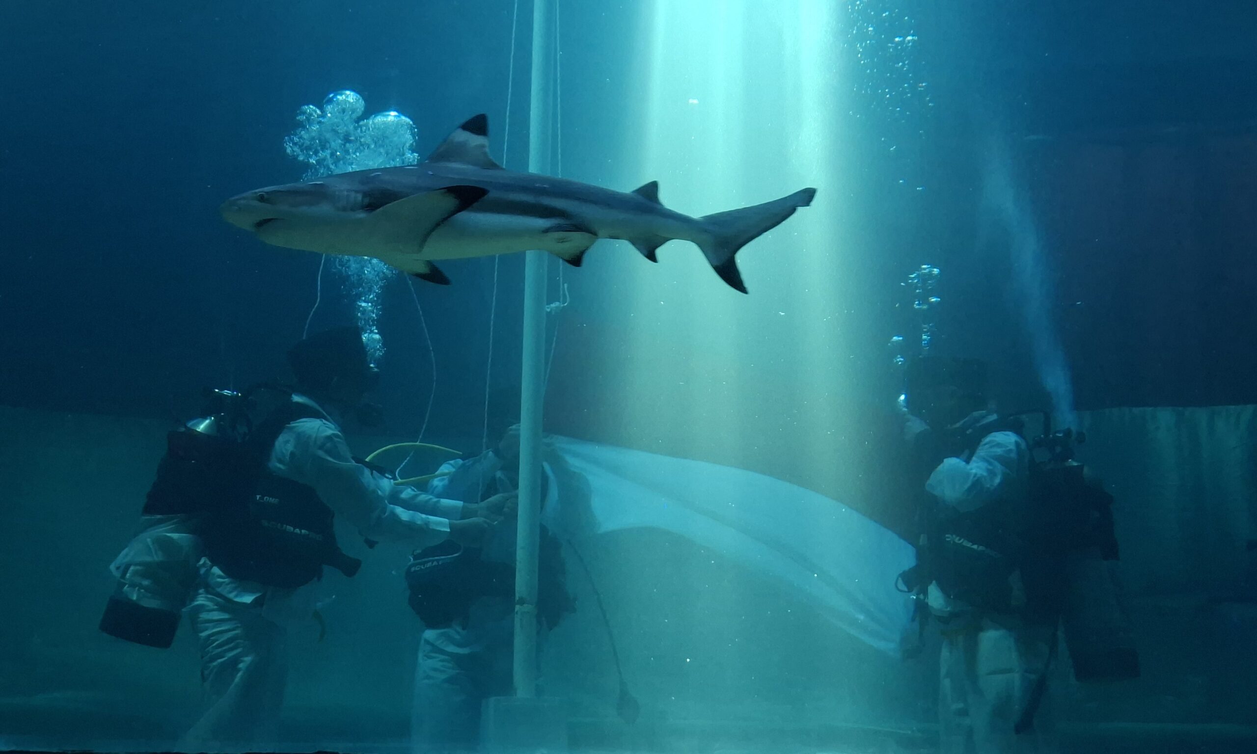 Penurunan Bendera Merah Putih Di Shark Aquarium Menarik Perhatian Pengunjung Sea World Ancol