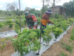 Wujudkan Hanpangan Babinsa Dampingi Petani Desa Binaan