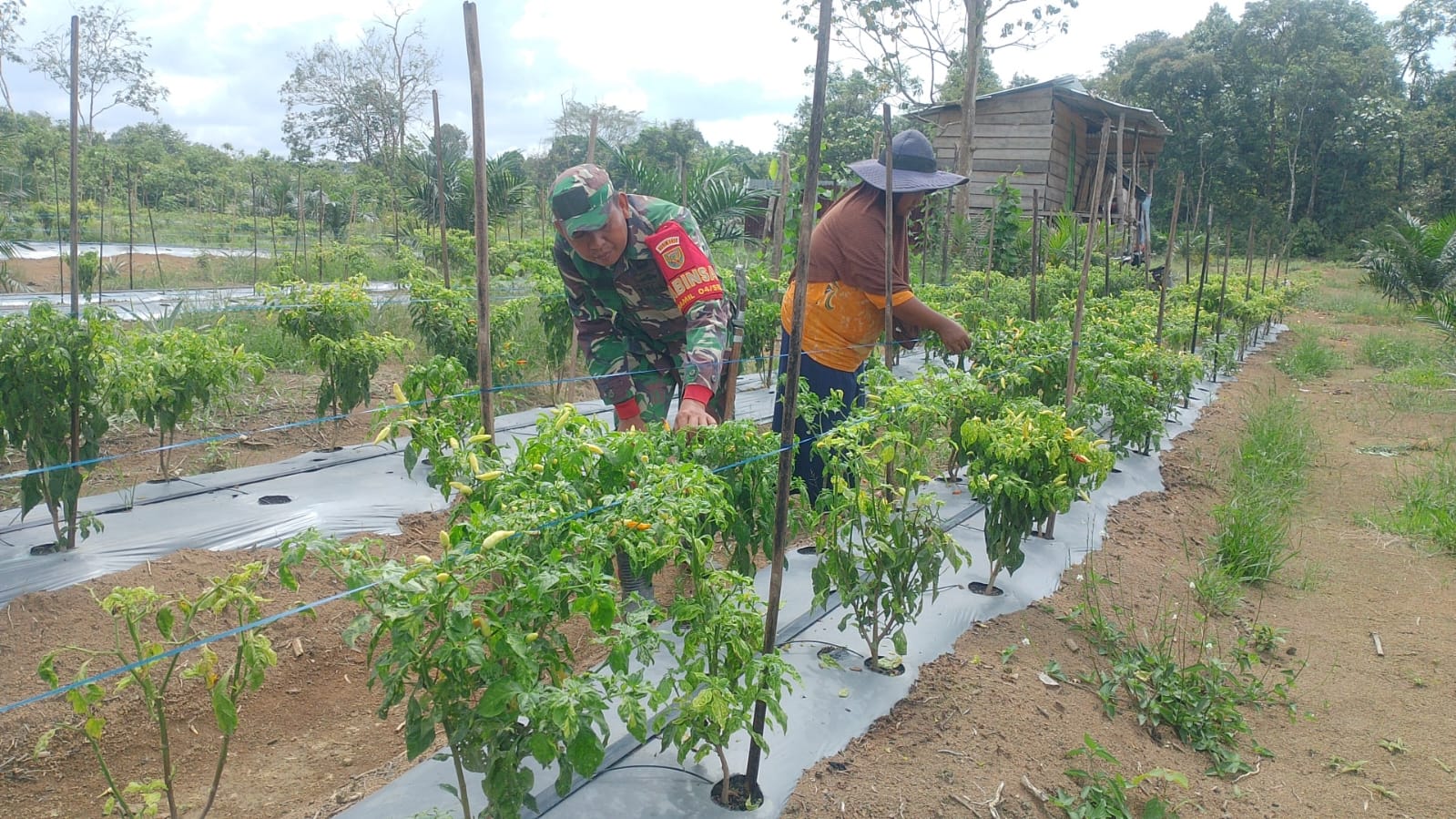 Wujudkan Hanpangan Babinsa Dampingi Petani Desa Binaan