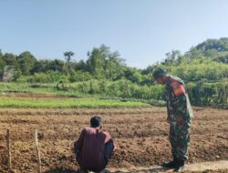 Babinsa Aktif Bantu Petani Bersihkan Gulma, Dukung Ketahanan Pangan