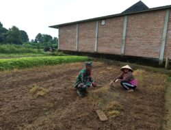 Babinsa Koramil 04/Sarolangun Kodim 0420/SARKO Serda Muhammad deni ikut terjun ke kebun membantu petani