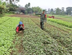Dukung ketahanan pangan lokal, Babinsa Desa Koramil 420-04/Sarolangun Kodim 0420/SARKO Kopda Heki Marsa Putra, laksanakan pendampingan karya nyata pada petani di Desa Sukajadi