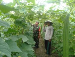 Babinsa Turun ke Kebun, Beri Semangat Petani Tanam Sayur di Desa Siliwangi