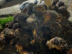 Spesialis Pencuri Buah Sawit diAmankan Warga