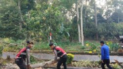 Polres Tanggamus dan Damkarmat Evakuasi Pohon Tumbang di Jalur Pemkab