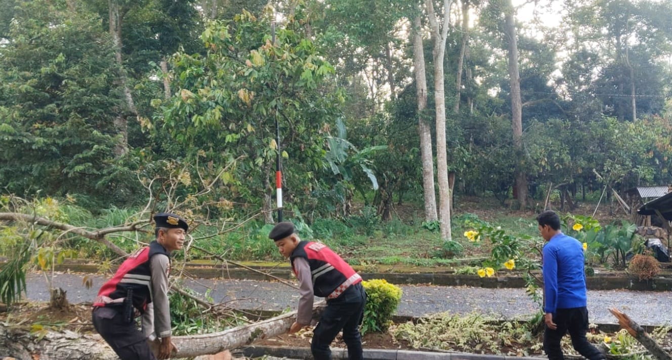 Polres Tanggamus dan Damkarmat Evakuasi Pohon Tumbang di Jalur Pemkab