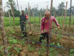 Dukung Ketahanan Pangan, Babinsa Koramil Sarolangun Bantu Petani Rawat Kacang Panjang
