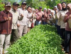 Wabup H A Khafidh Panen Sayur Perkarangan Pada Acara Si Mantan Pedas DWP Dinas TPH Merangin