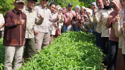 Wabup H A Khafidh Panen Sayur Perkarangan Pada Acara Si Mantan Pedas DWP Dinas TPH Merangin