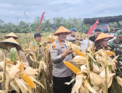 Wujud Implementasi Program Asta Cita Bidang Ketahanan Pangan, Kapolres Sarolangun Pimpin Panen Jagung di Kecamatan Batin VIII.