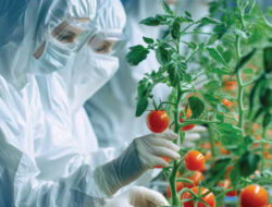 Teknologi Infusion Astyfarm: Gabungan Tomat dan Stevia yang Revolusioner