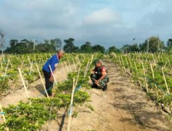 Babinsa Aktif Dampingi Petani, Dorong Ketahanan Pangan Masyarakat di Wilayah