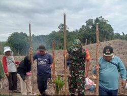 Babinsa Turun ke Perkebunan, Bantu Warga Tanam Padi Gogo di Rantau Macang